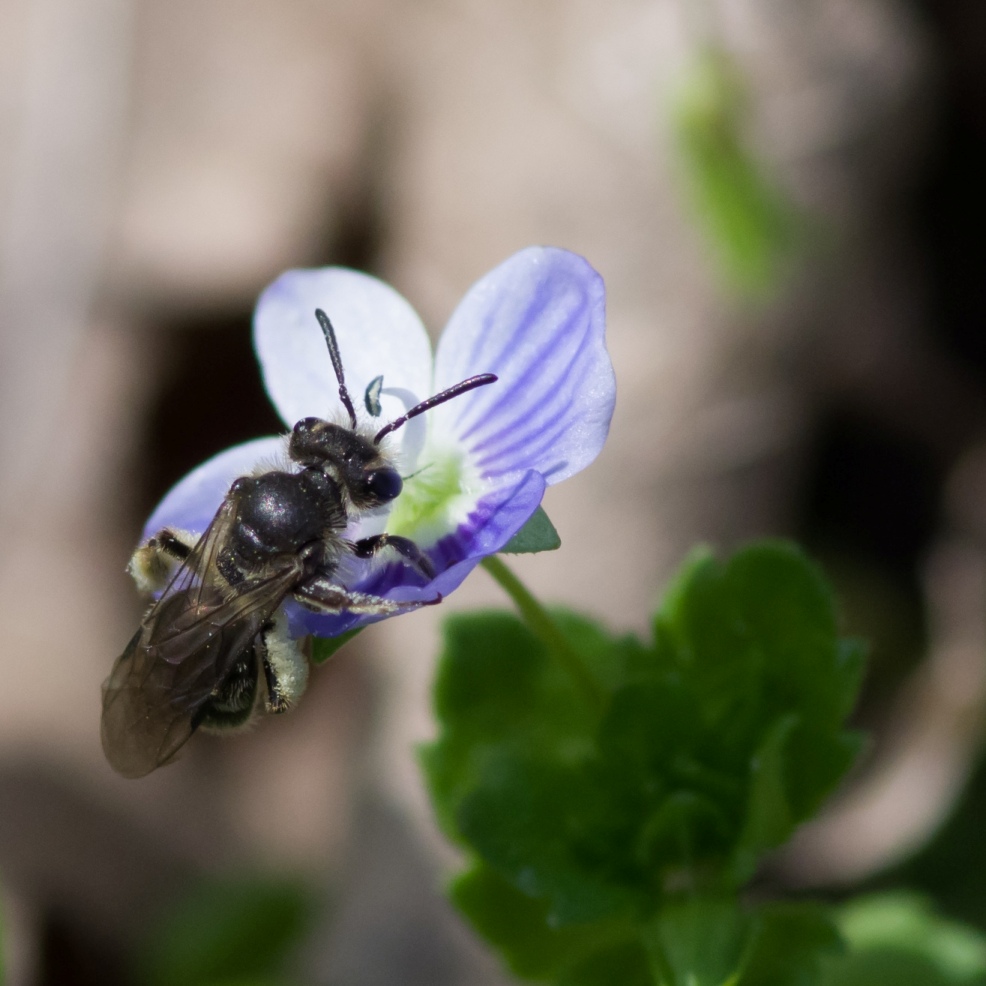 Apidae Andreninae Andrena...?